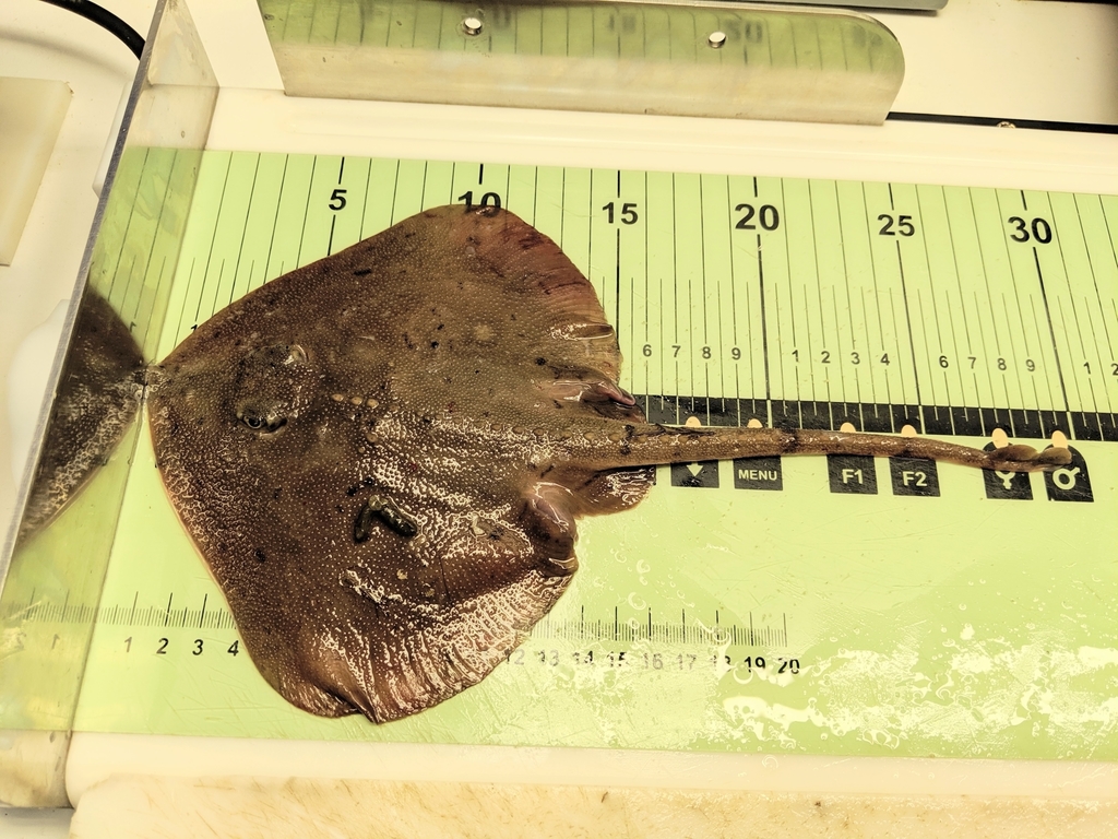 Bering Skate