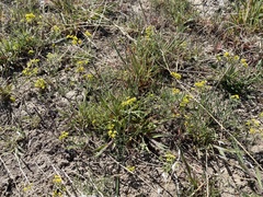 Lomatium farinosum hambleniae