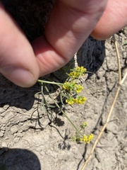 Lomatium farinosum hambleniae