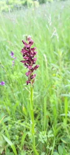 Bug Orchid