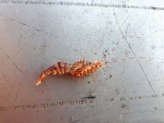 Lebbeus groenlandicus