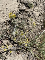 Lomatium farinosum hambleniae