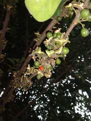 Trichilia havanensis