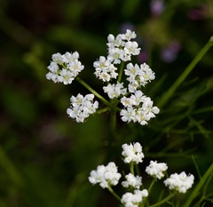 Bifora americana