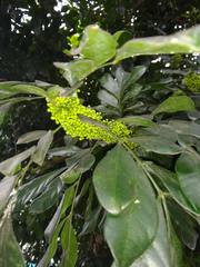 Trichilia havanensis