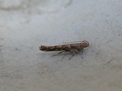 Pyroderces aellotricha