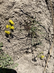 Lomatium farinosum hambleniae
