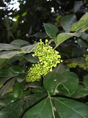 Trichilia havanensis