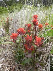 Castilleja miniata dixonii