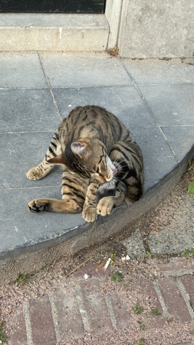 Domestic Cat