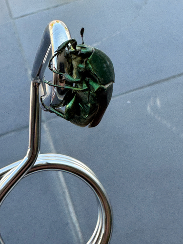 Figeater Beetle