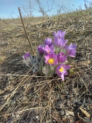 Pulsatilla patens