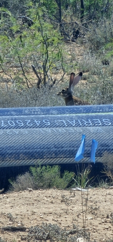 Black-tailed Jackrabbit