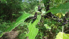 Chromacris speciosa
