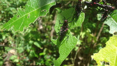 Chromacris speciosa
