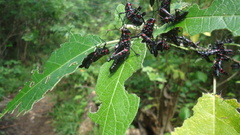 Chromacris speciosa