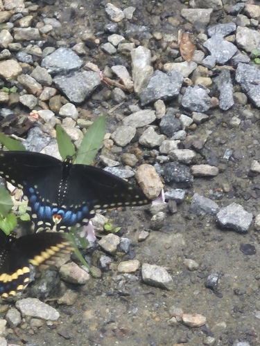 Eastern Black Swallowtail