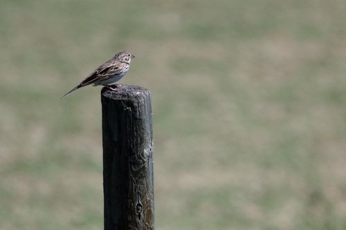 Vesper Sparrow