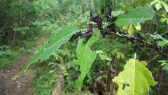 Chromacris speciosa
