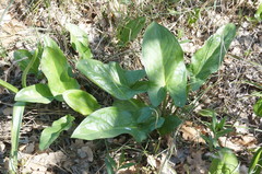 Arum elongatum