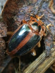 Epipocus cinctus