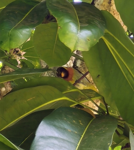 Guira Tanager