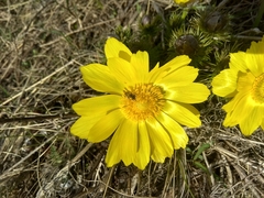 Adonis vernalis