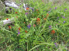 Castilleja miniata dixonii