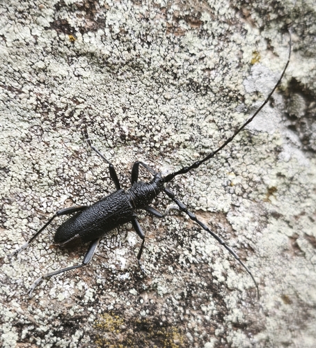 Capricorn beetle