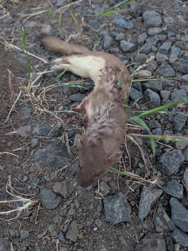 Long-tailed Weasel