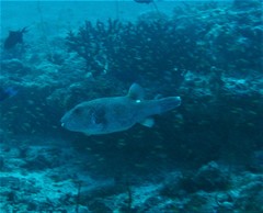 Arothron caeruleopunctatus