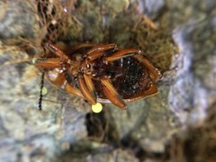 Epipocus cinctus