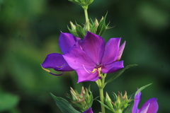 Rhynchanthera grandiflora