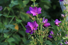 Rhynchanthera grandiflora