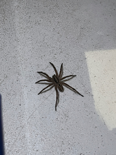 iNaturalist observation photo of McCook's Split Wolf Spider