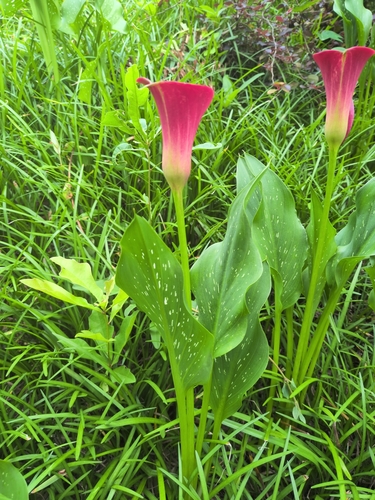 Zantedeschia rehmannii