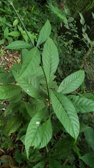 Odontonema callistachyum