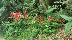 Odontonema callistachyum