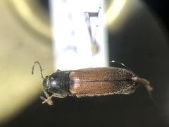 Ampedus miniipennis