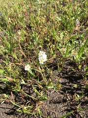 Plagiobothrys figuratus