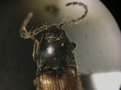 Ampedus miniipennis