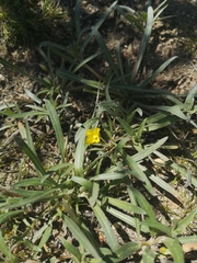 Camissoniopsis pallida