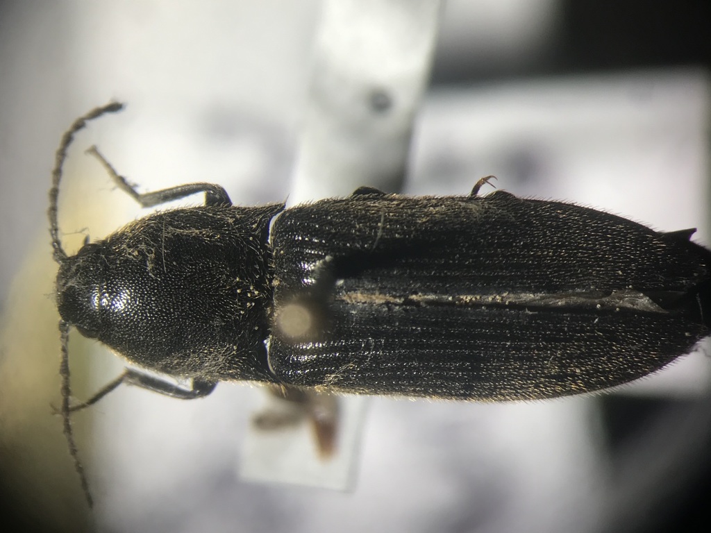 Sorrowful Click Beetle