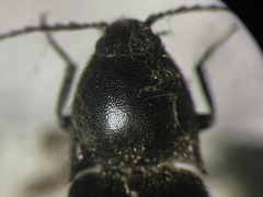 Ampedus luctuosus