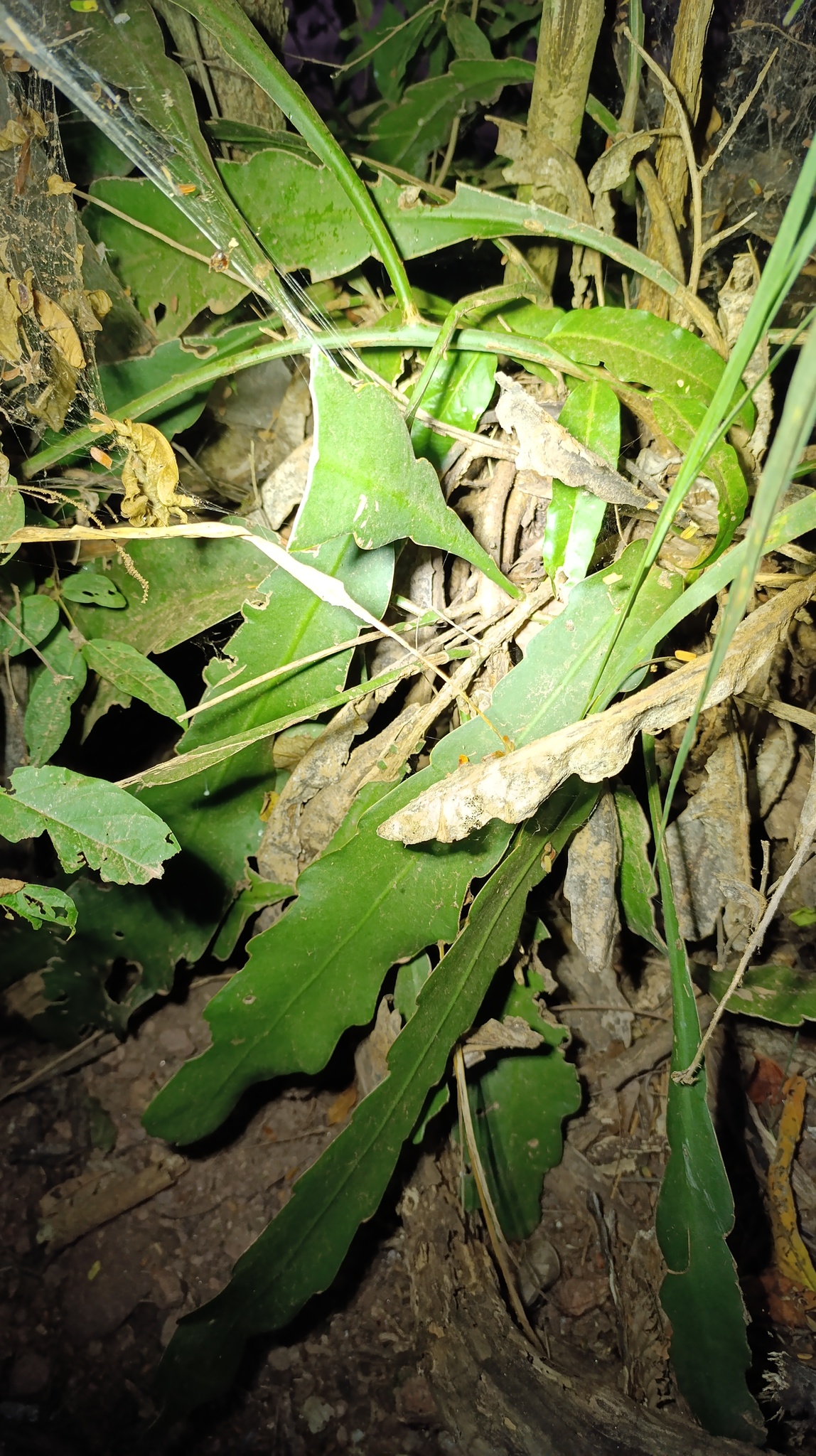 Epiphyllum phyllanthus