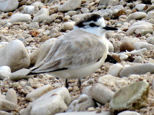 iNaturalist image