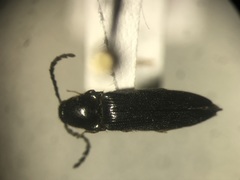 Megapenthes solitarius