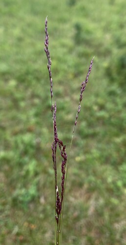 Agrostis variabilis observed 2025-08-29