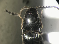 Megapenthes solitarius