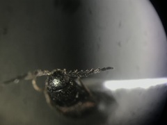 Megapenthes solitarius